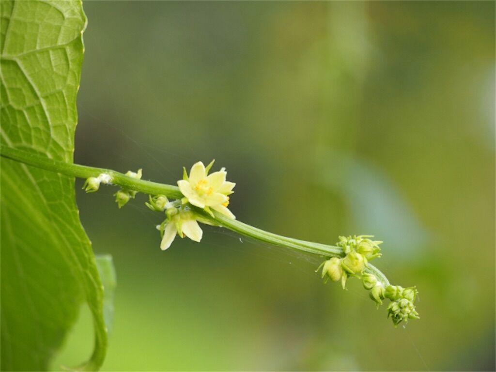 f:id:matundaba79:20240926090533j:image