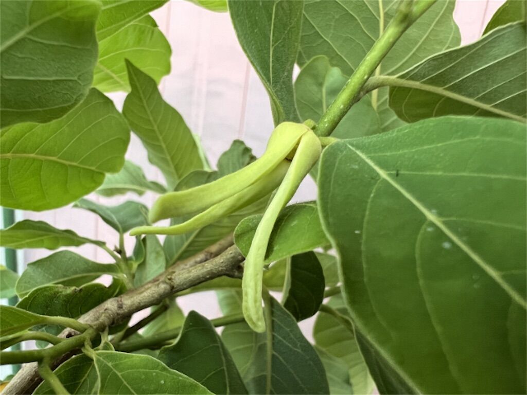 アテモヤ（ジェフナー）樹齢10年森のアイスクリーム