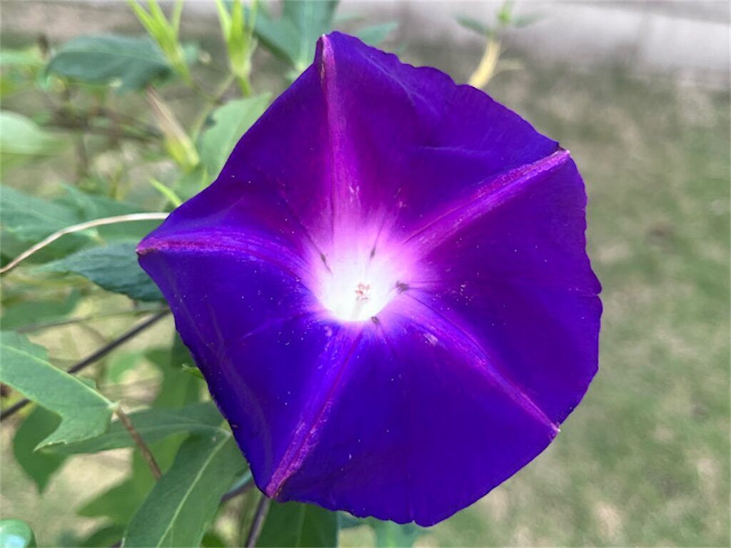 朝顔】開花からの時間変化で花色が変化するのはなぜ? - アタマの中は花畑 朝顔】開花からの時間変化で花色が変化するのはなぜ? - アタマの中は花畑