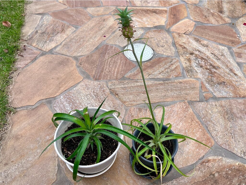 f:id:matundaba79:20241003213415j:image