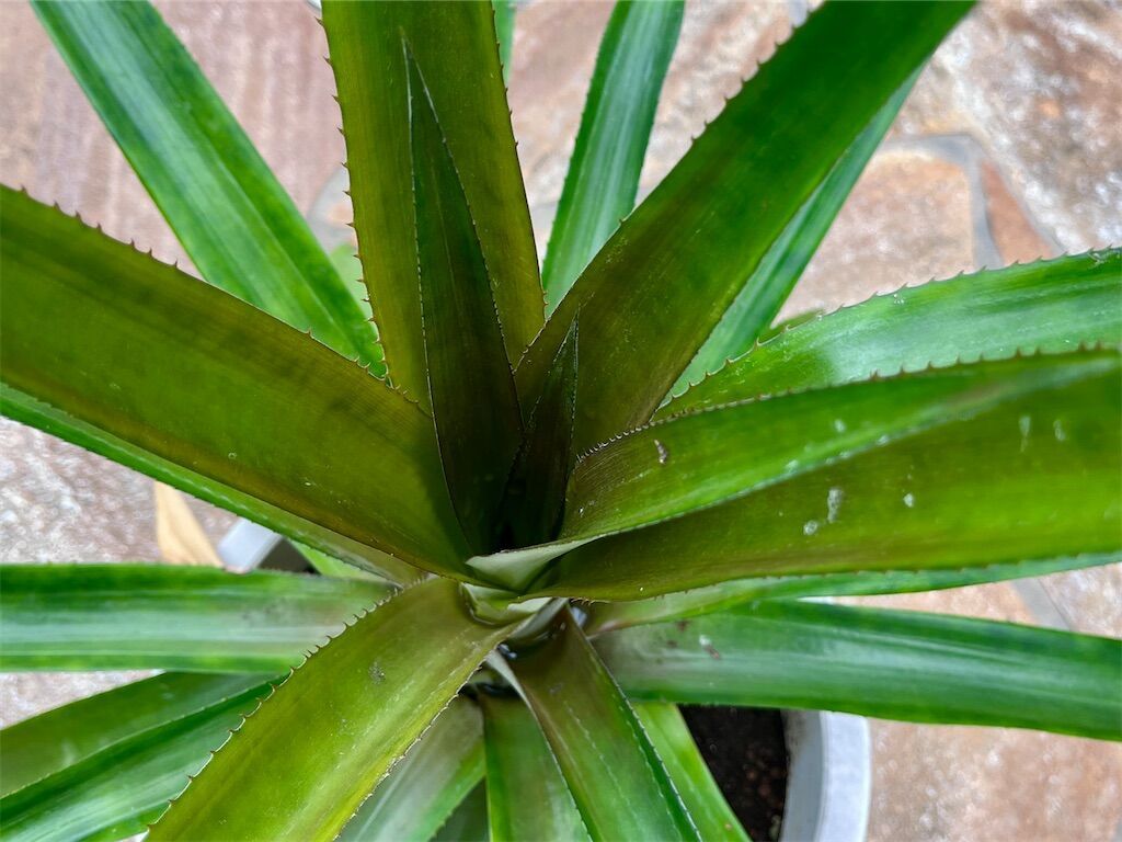 f:id:matundaba79:20241003213418j:image