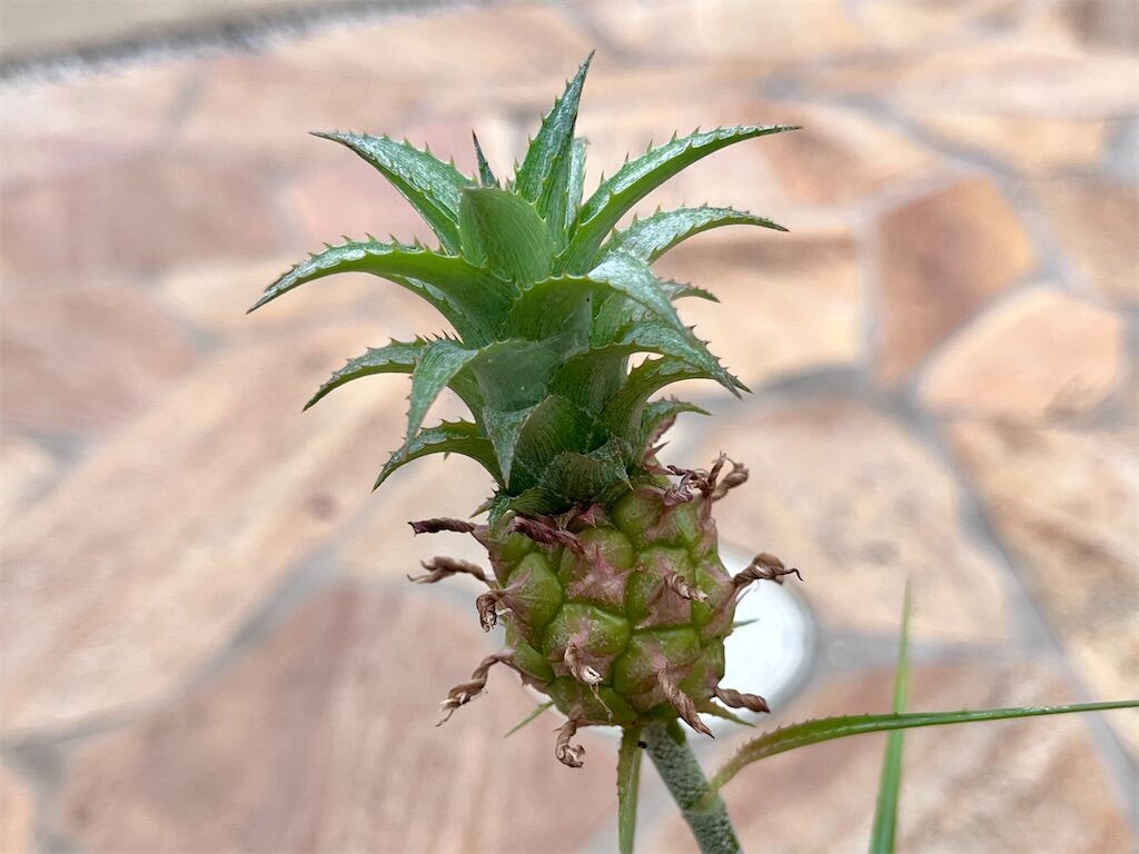 f:id:matundaba79:20241003213422j:image