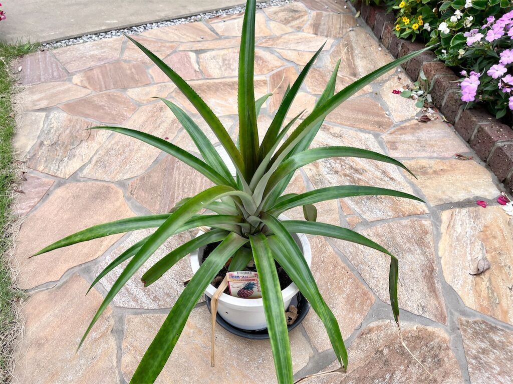 f:id:matundaba79:20241003213425j:image