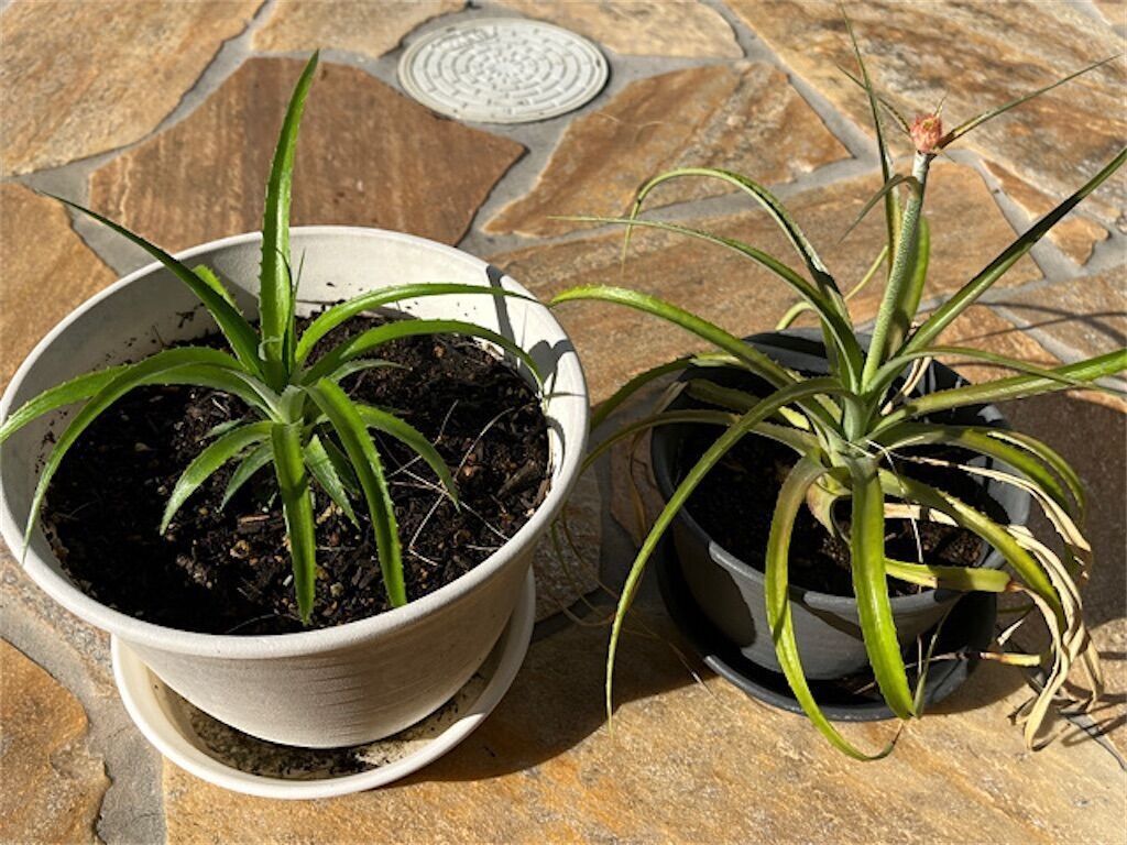 f:id:matundaba79:20241008084120j:image