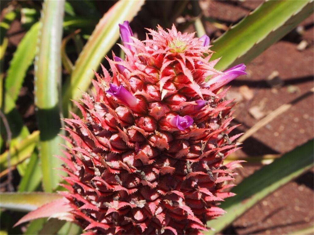 f:id:matundaba79:20241008183825j:image