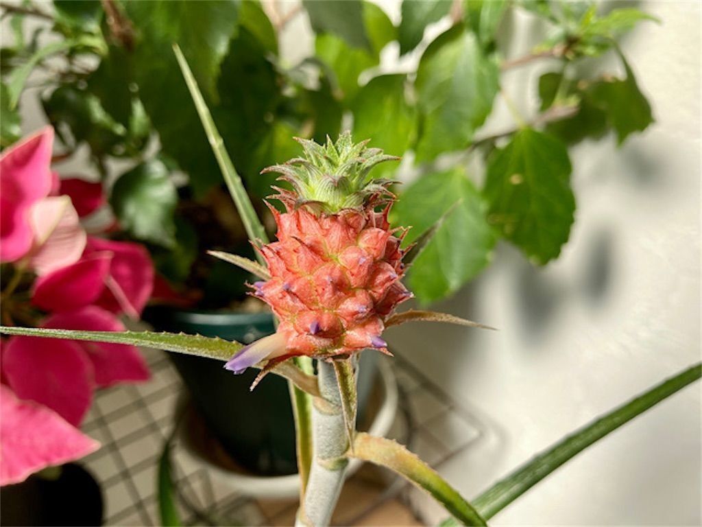 f:id:matundaba79:20241008184007j:image