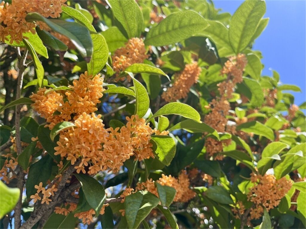 f:id:matundaba79:20241101231329j:image