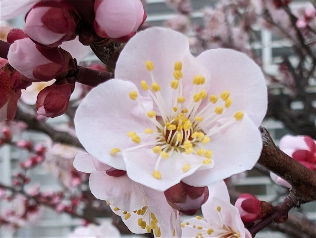 都道府県の花#44】大分県の木・花について - アタマの中は花畑 