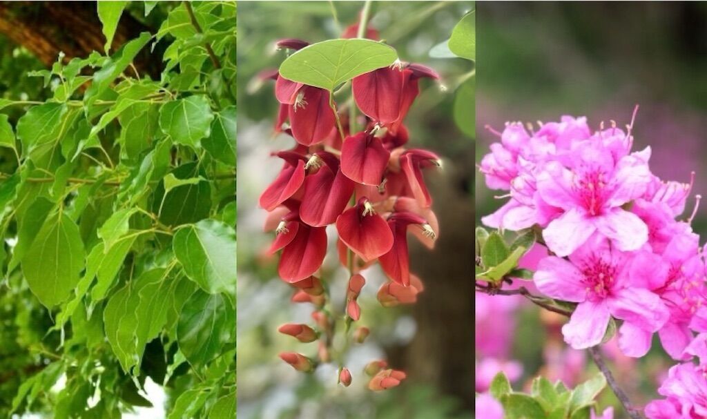 都道府県の花#46】鹿児島県の木・花について - アタマの中は花畑