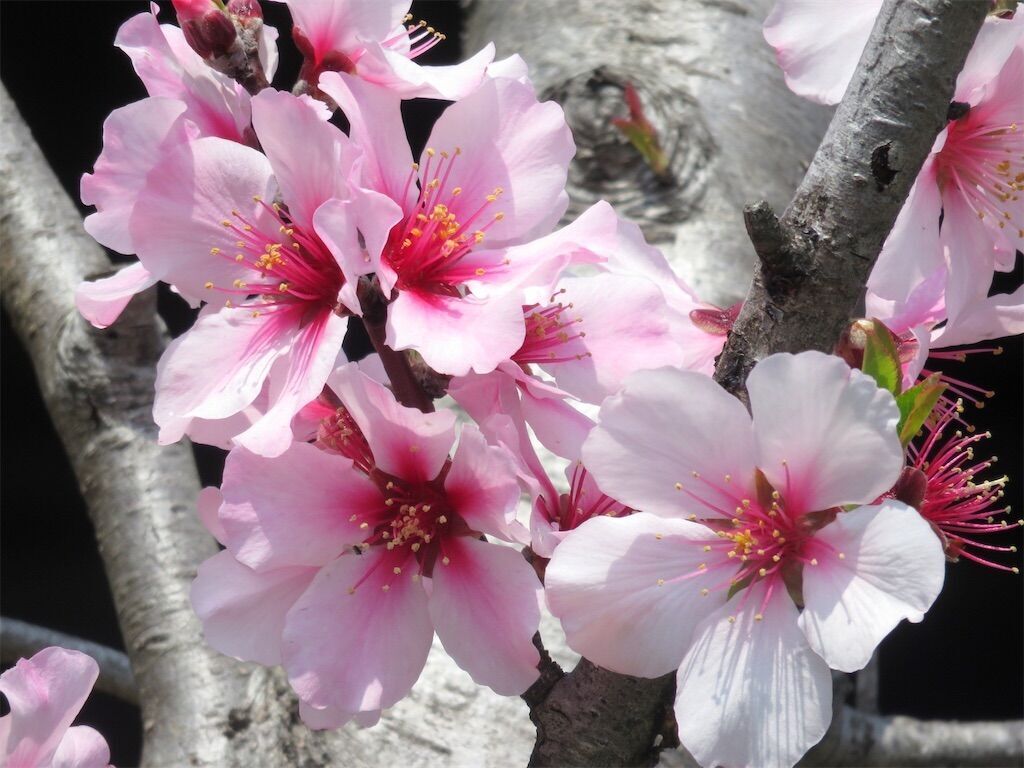 f:id:matundaba79:20241210082138j:image
