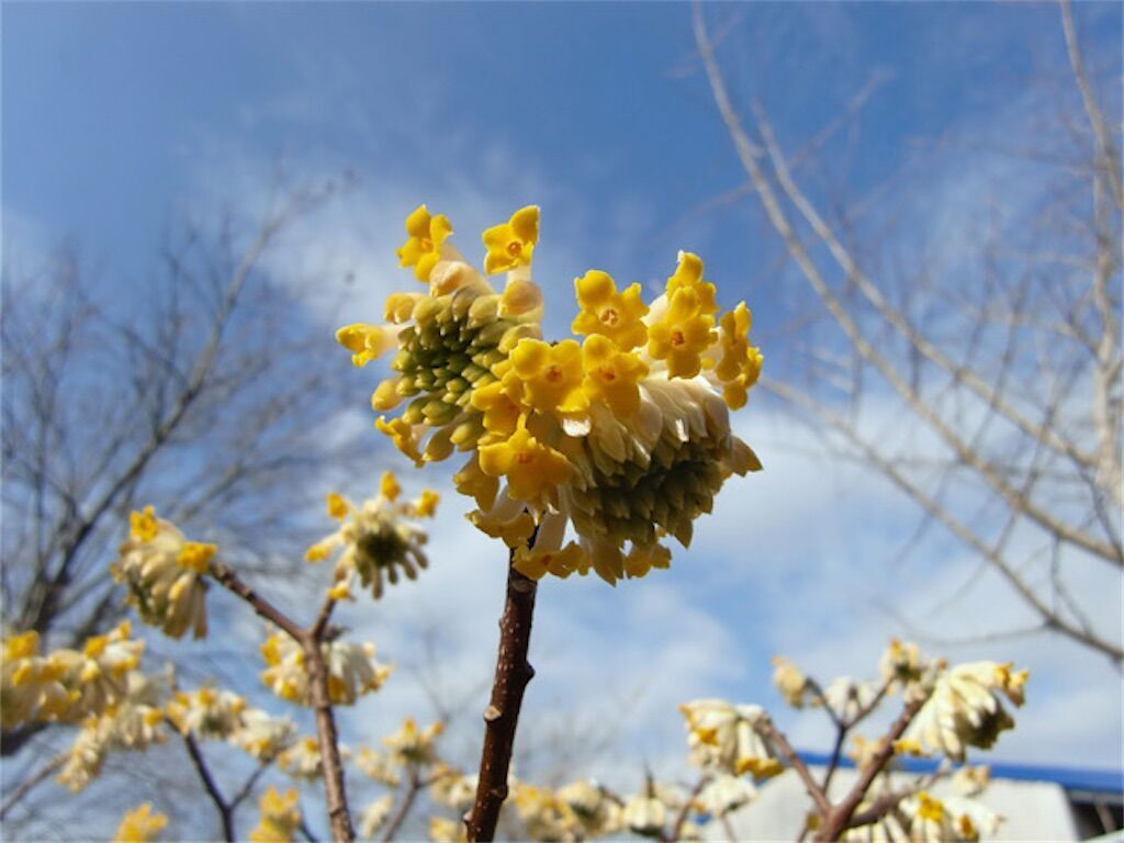 【三叉・三椏】ミツマタの枝は必ず3つに分かれるの? - アタマの中は花畑