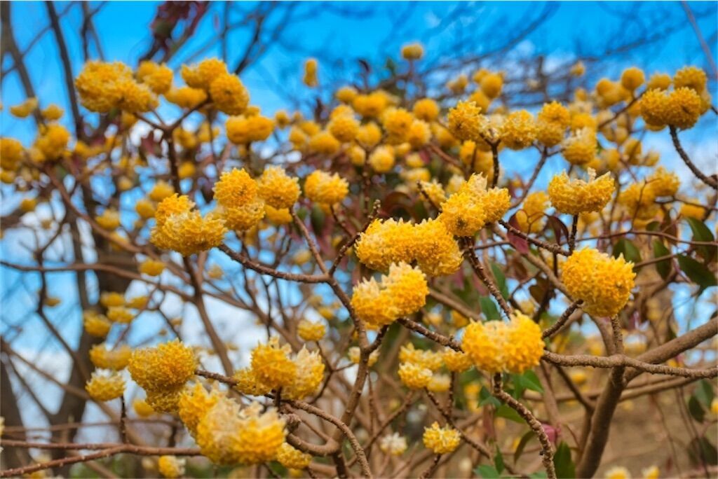 【三叉・三椏】ミツマタの枝は必ず3つに分かれるの？ - アタマの中は花畑