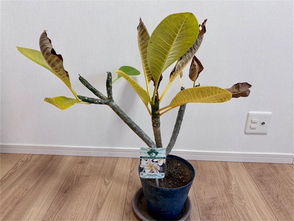 プルメリア 葉 が 落ちる