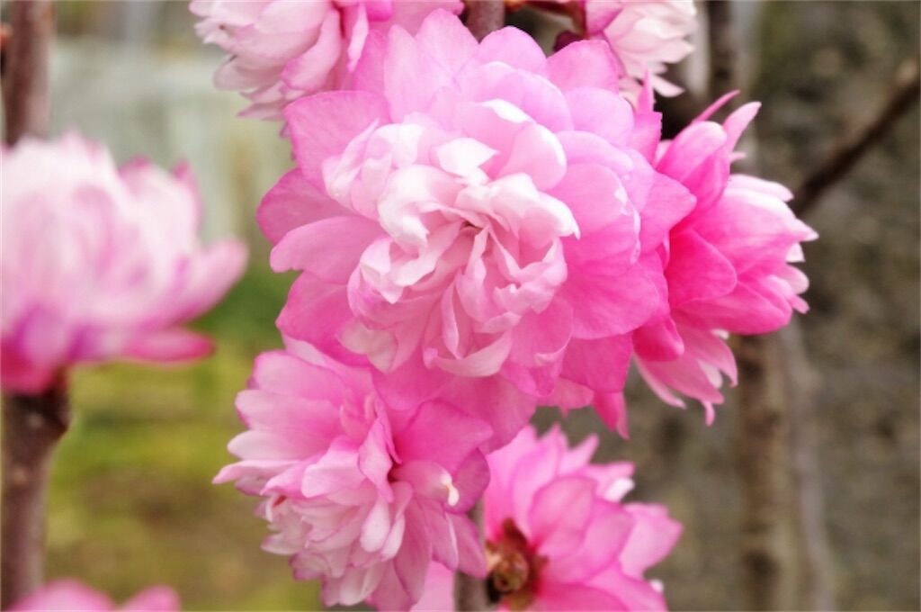 f:id:matundaba79:20250411144429j:image