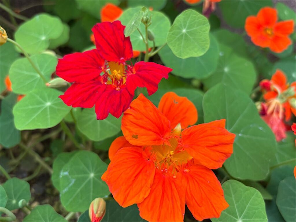 f:id:matundaba79:20250423090028j:image