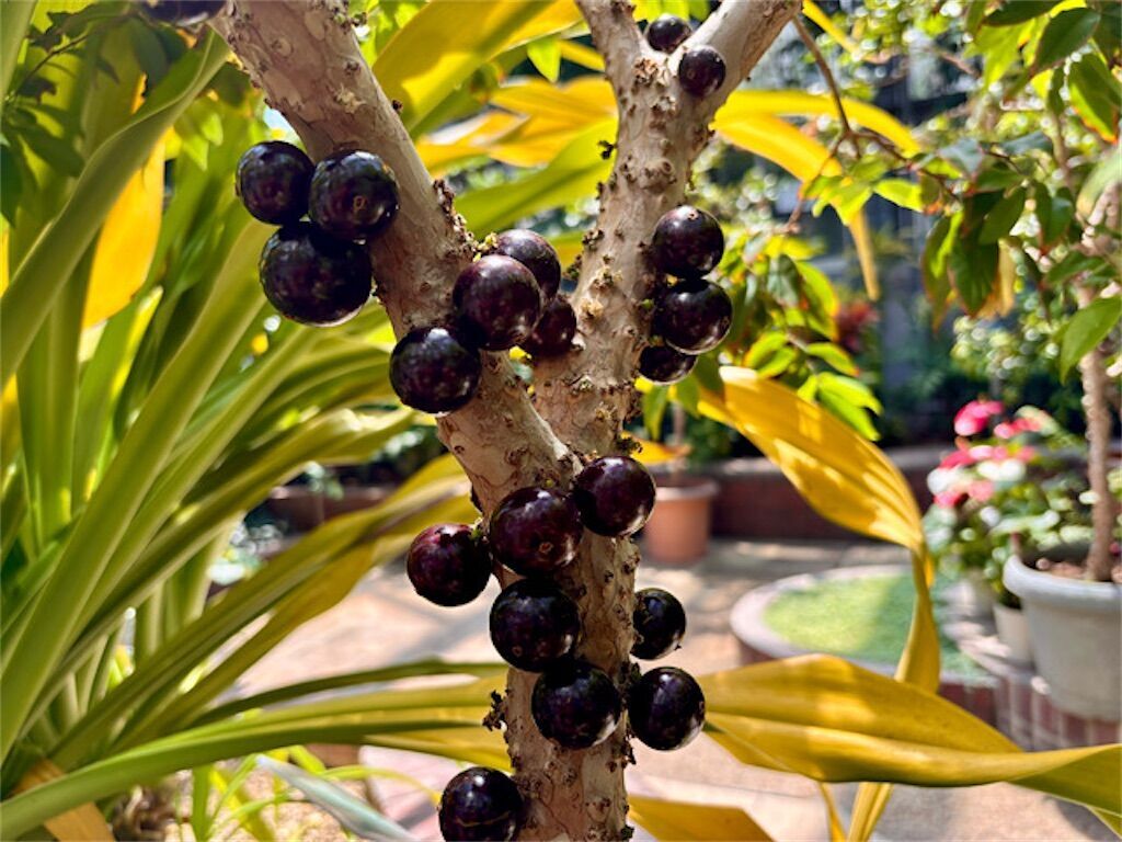 f:id:matundaba79:20250509085945j:image