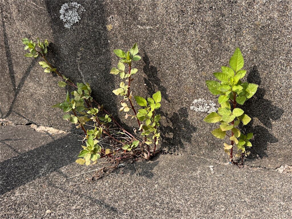 雑談】雑草の成長が早いのはなぜ？ - アタマの中は花畑
