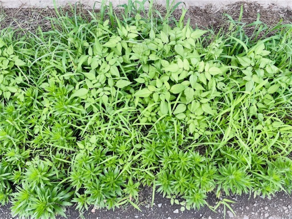 雑談】雑草の成長が早いのはなぜ？ - アタマの中は花畑