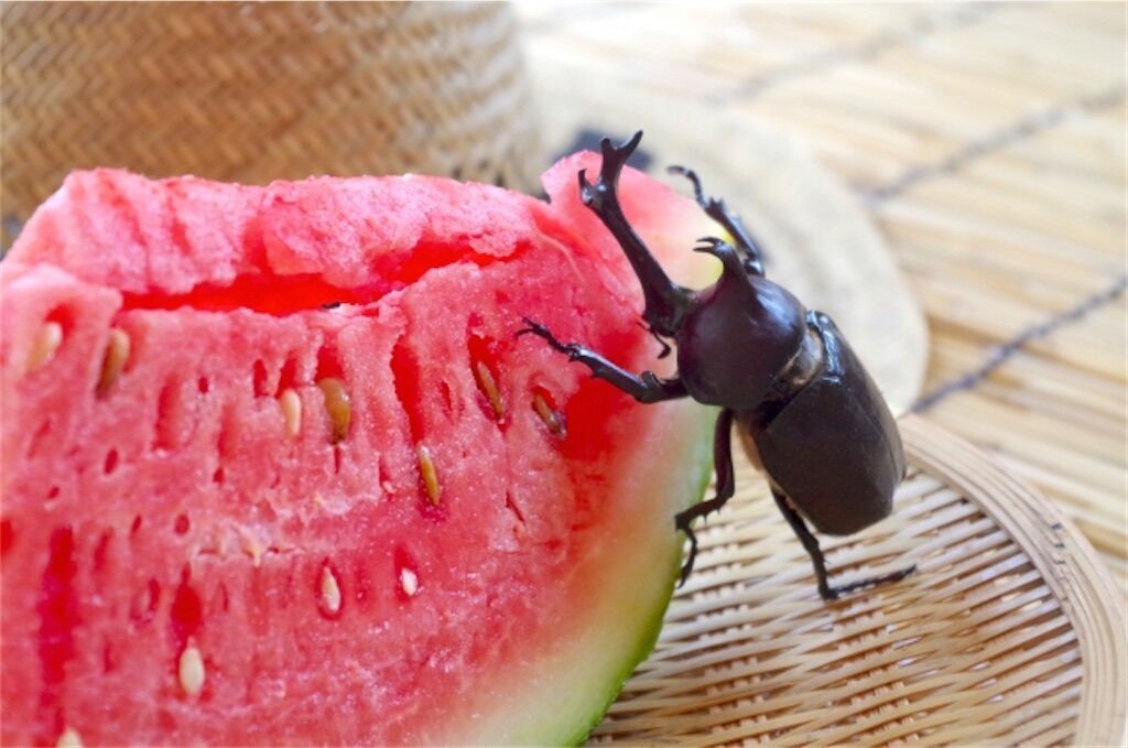 f:id:matundaba79:20250906123117j:image