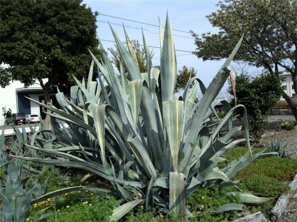 竜舌蘭】リュウゼツランは何年に一度開花するの？ - アタマの中は花畑