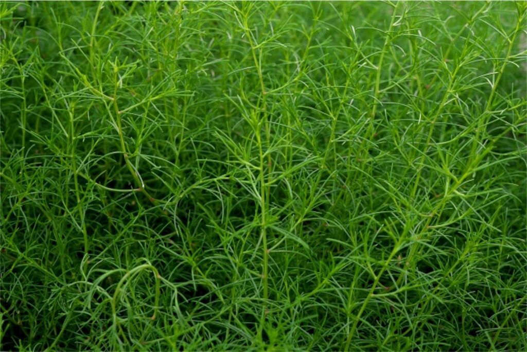 f:id:matundaba79:20250926092245j:image