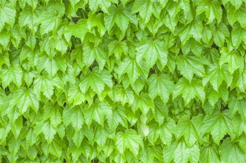 f:id:matundaba79:20251112113449j:image