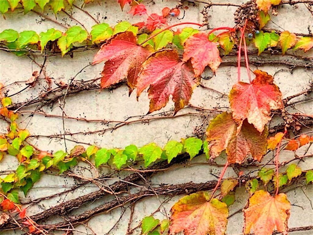 f:id:matundaba79:20251112113627j:image