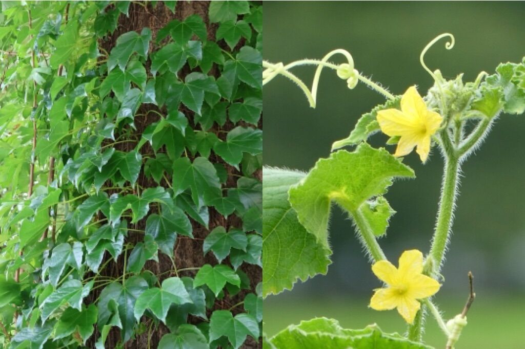 f:id:matundaba79:20251112113907j:image