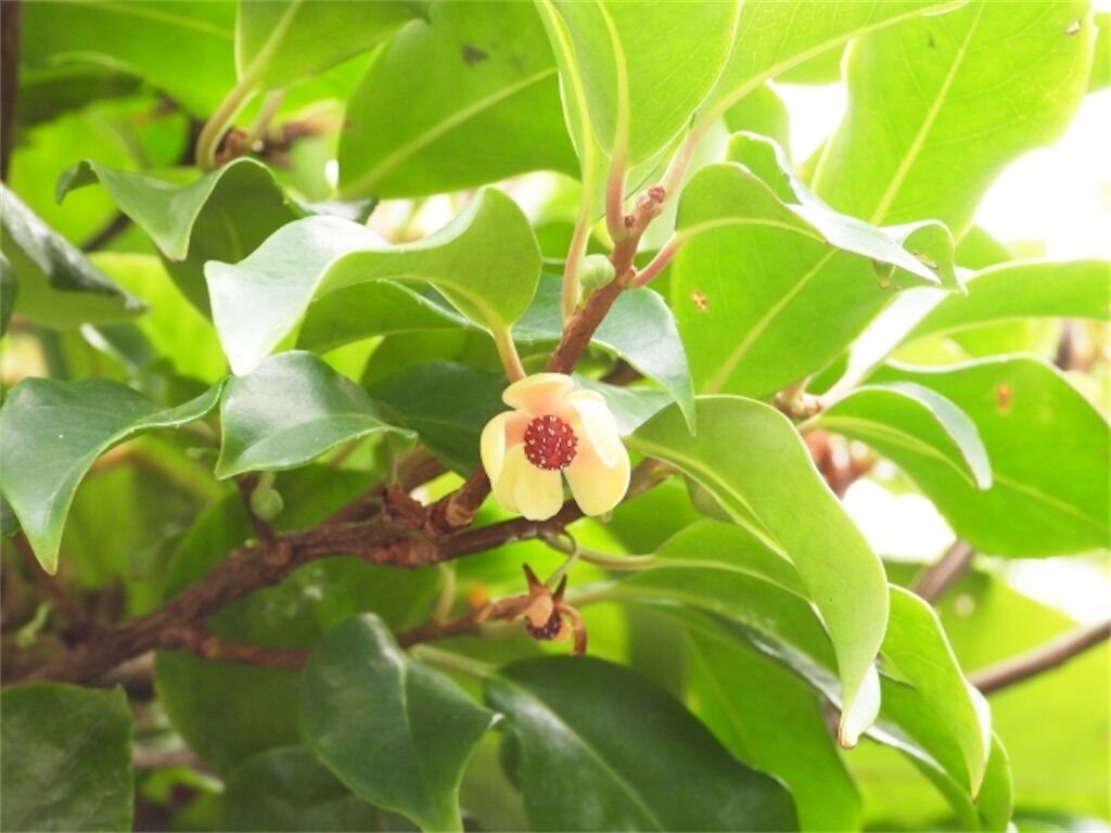 f:id:matundaba79:20251128091724j:image