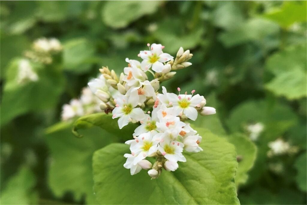 f:id:matundaba79:20251225100335j:image