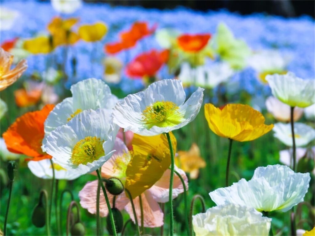 f:id:matundaba79:20260122184325j:image