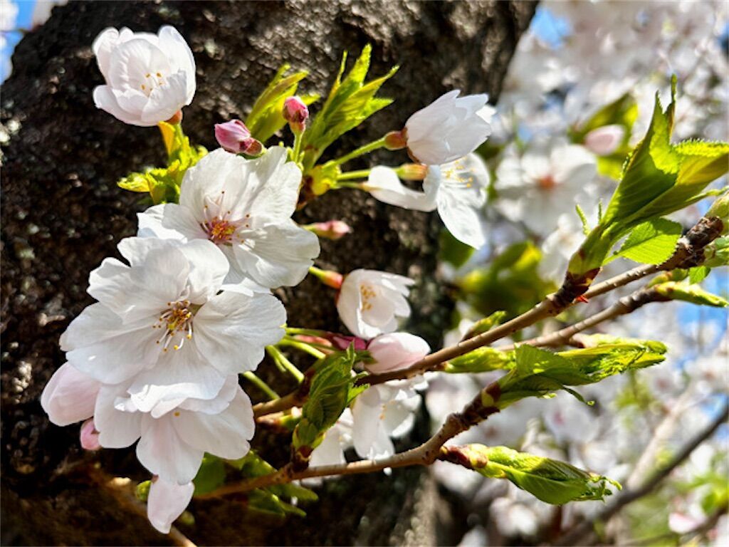 f:id:matundaba79:20260408215205j:image f:id:matundaba79:20260408215205j:image