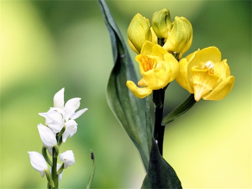 f:id:matundaba79:20260415202048j:image