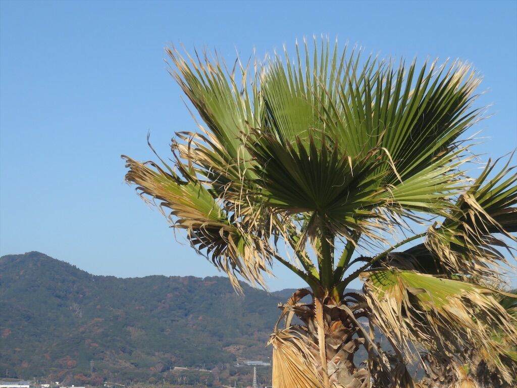 f:id:matundaba79:20260430201125j:image