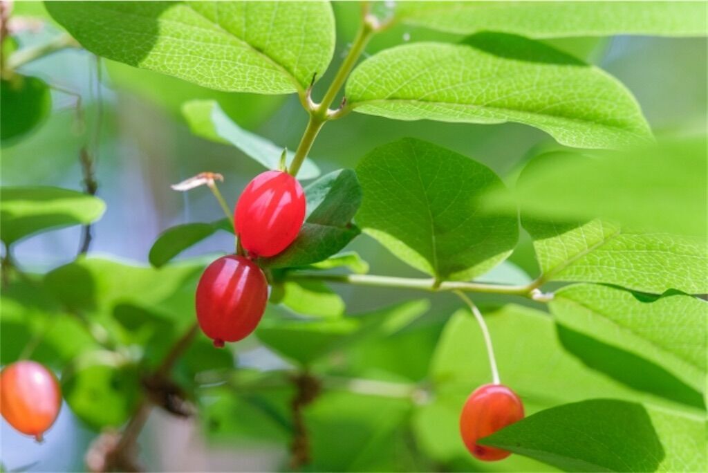 f:id:matundaba79:20260520200639j:image f:id:matundaba79:20260520200639j:image