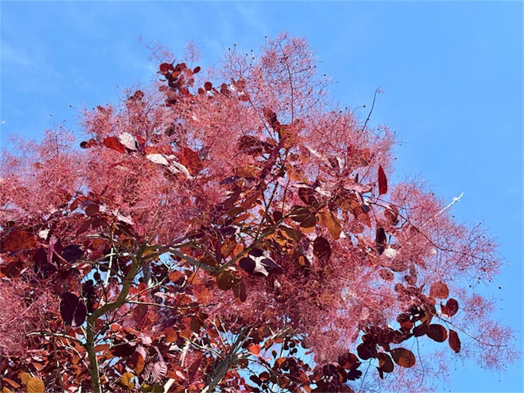 スモークツリー】煙のように見えるのはどの部分？ - アタマの中は花畑