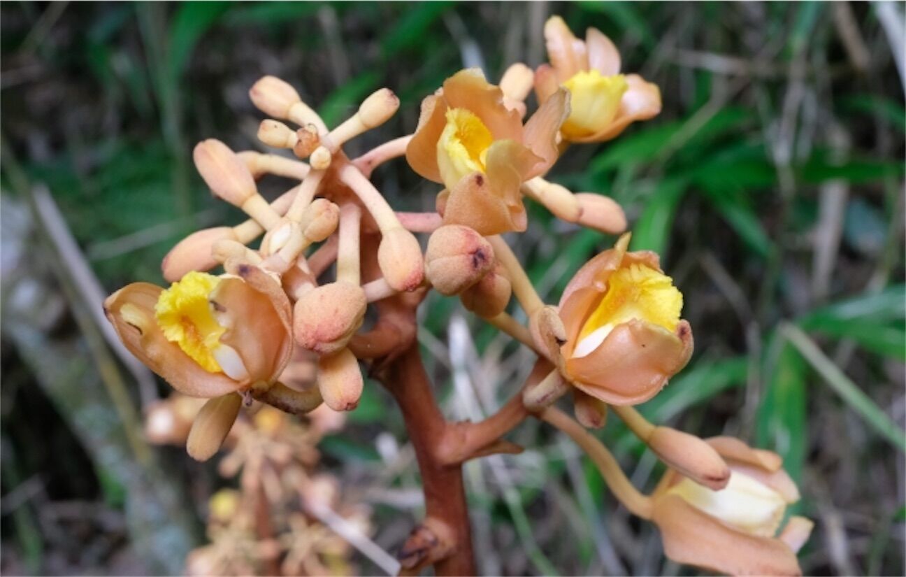 土木通】ツチアケビとアケビの関係は？ - アタマの中は花畑