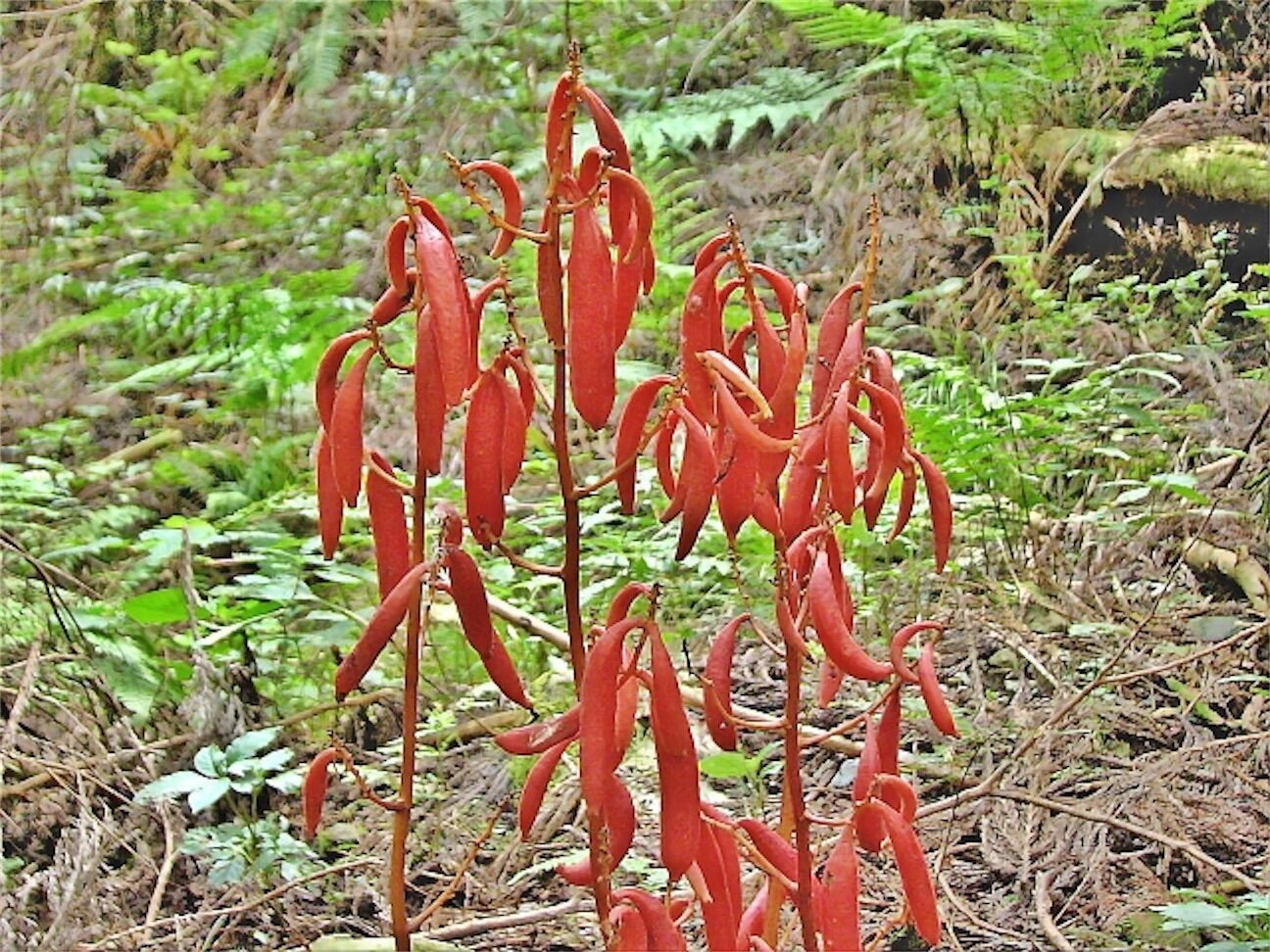 土木通】ツチアケビとアケビの関係は？ - アタマの中は花畑