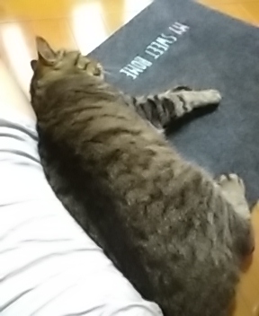 f:id:maturika18:20190902212514j:plain f:id:maturika18:20190902212514j:plain