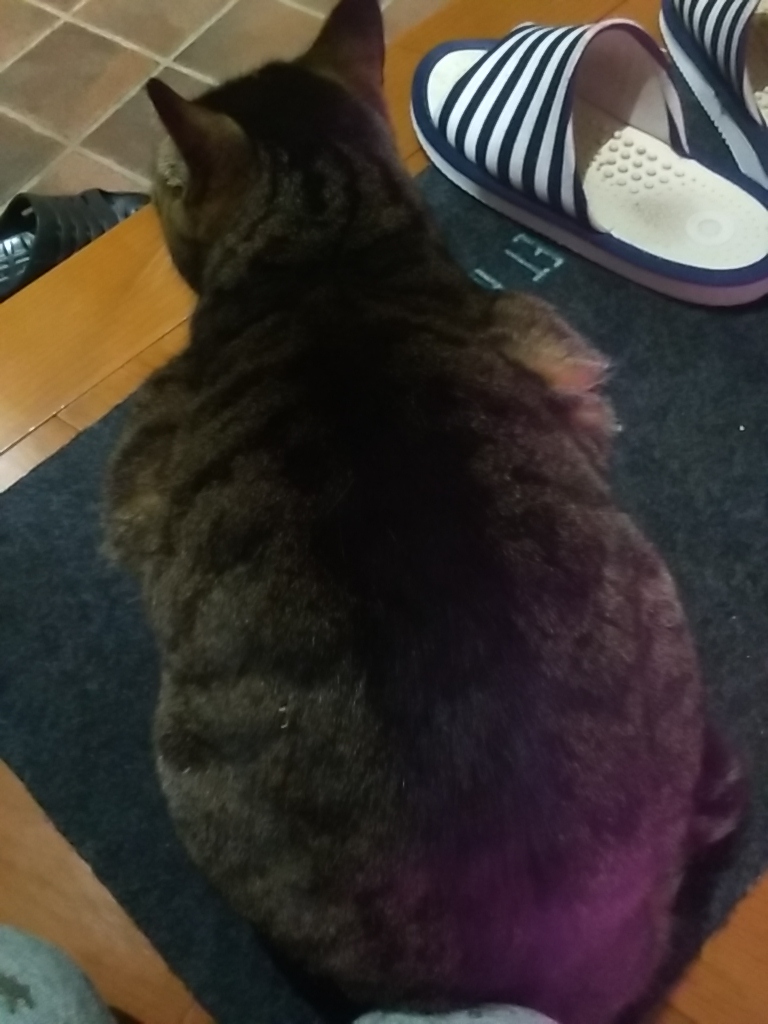 f:id:maturika18:20191214080426j:plain