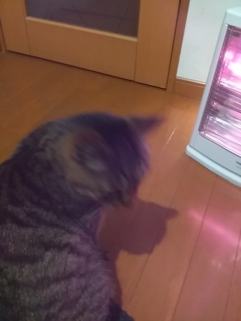 f:id:maturika18:20191228144416j:plain f:id:maturika18:20191228144416j:plain