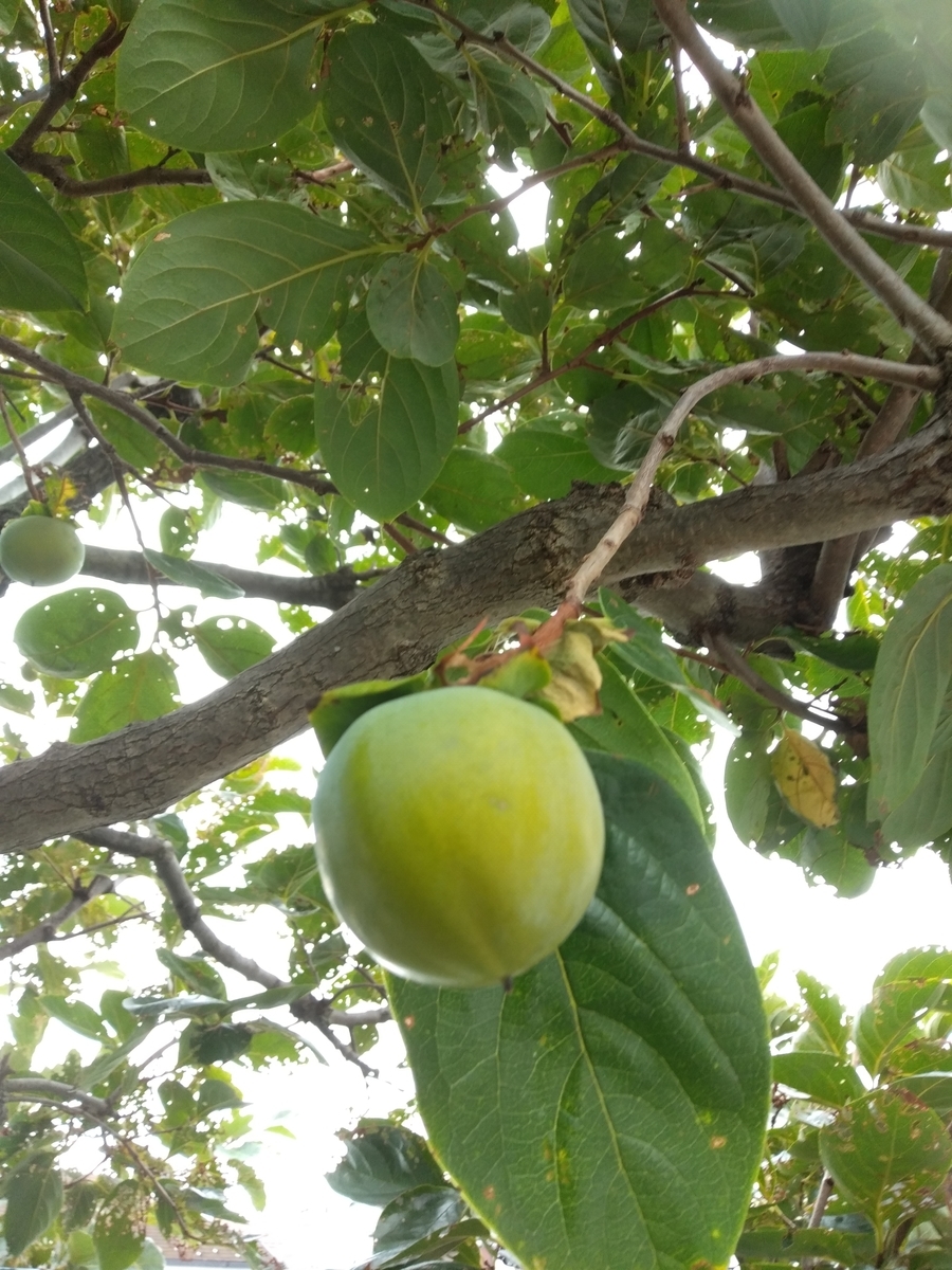 f:id:maturika18:20200910071442j:plain f:id:maturika18:20200910071442j:plain