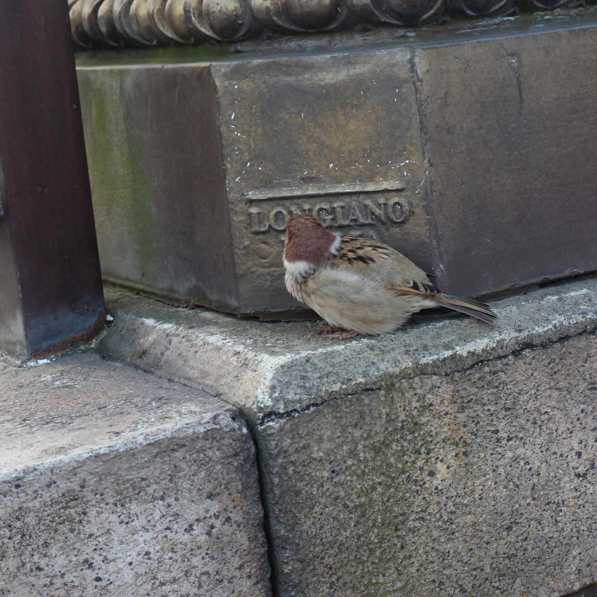 f:id:maturika18:20201224131342j:plain