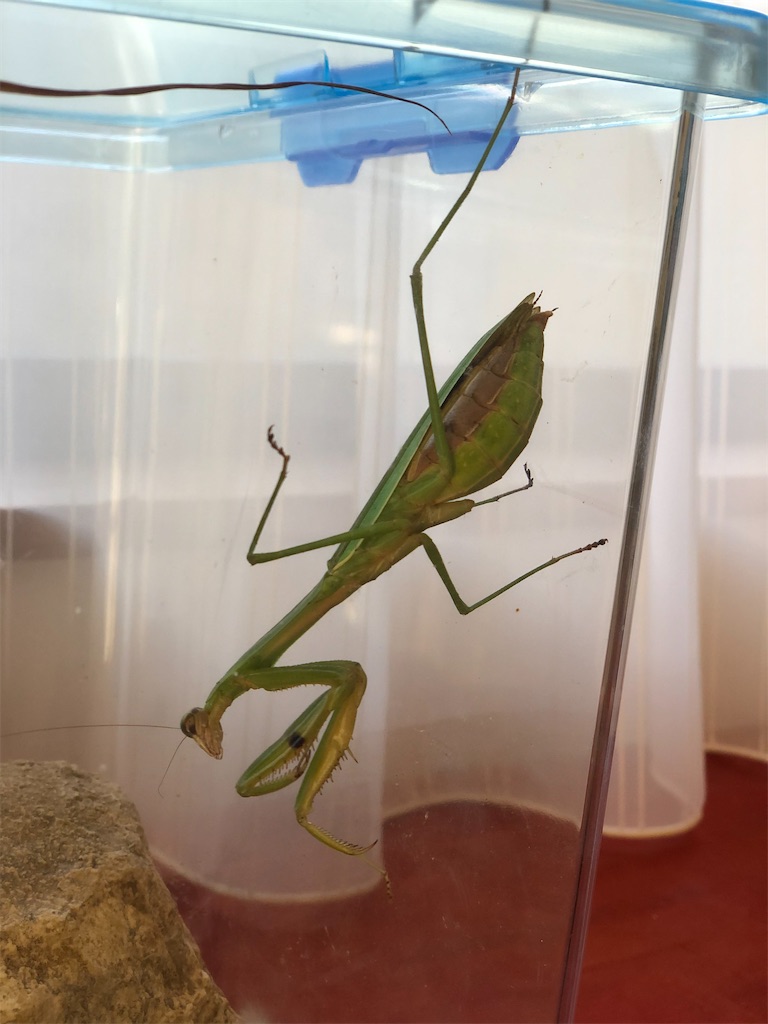 カマキリご出産 Praying Mantis Gave Birth BAD Shiba MAX改善日誌