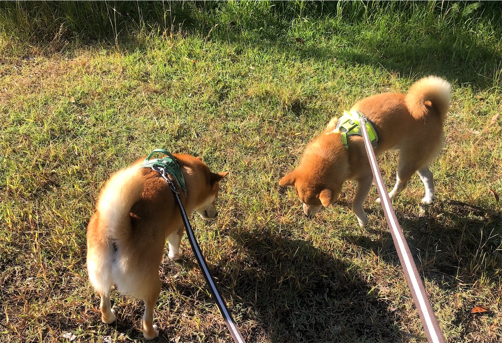 犬を棒でたたくなんて How Dare She Hits Her Dog With Cane Bad Shiba Max改善日誌