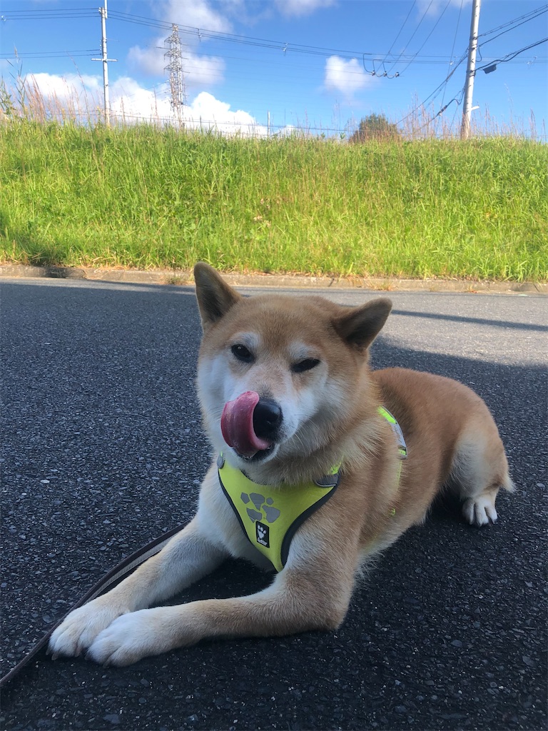 犬を棒でたたくなんて How Dare She Hits Her Dog With Cane Bad Shiba Max改善日誌
