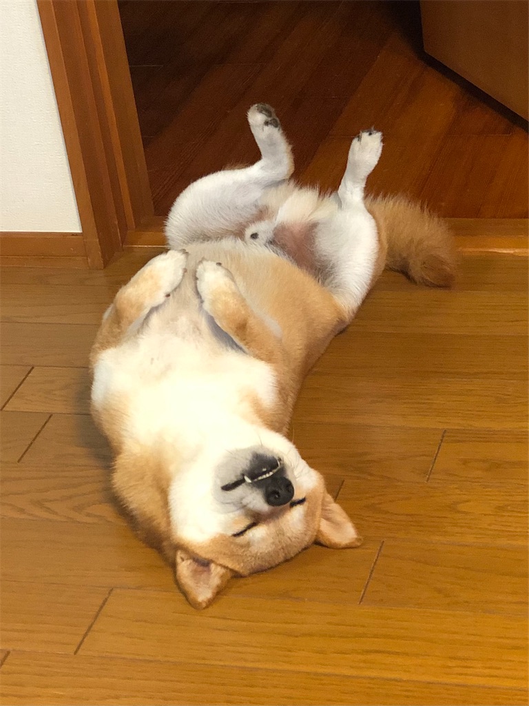 犬はよく寝るものだ Dogs Sleep a Lot BAD Shiba MAX改善日誌
