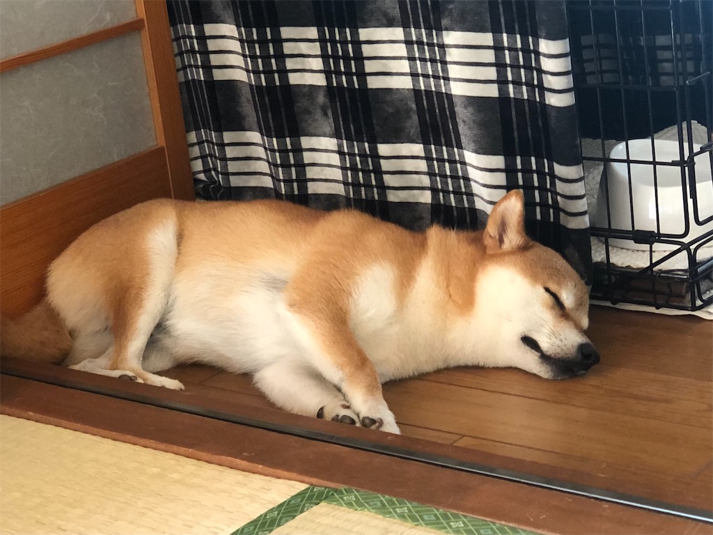 犬はよく寝るものだ Dogs Sleep a Lot BAD Shiba MAX改善日誌