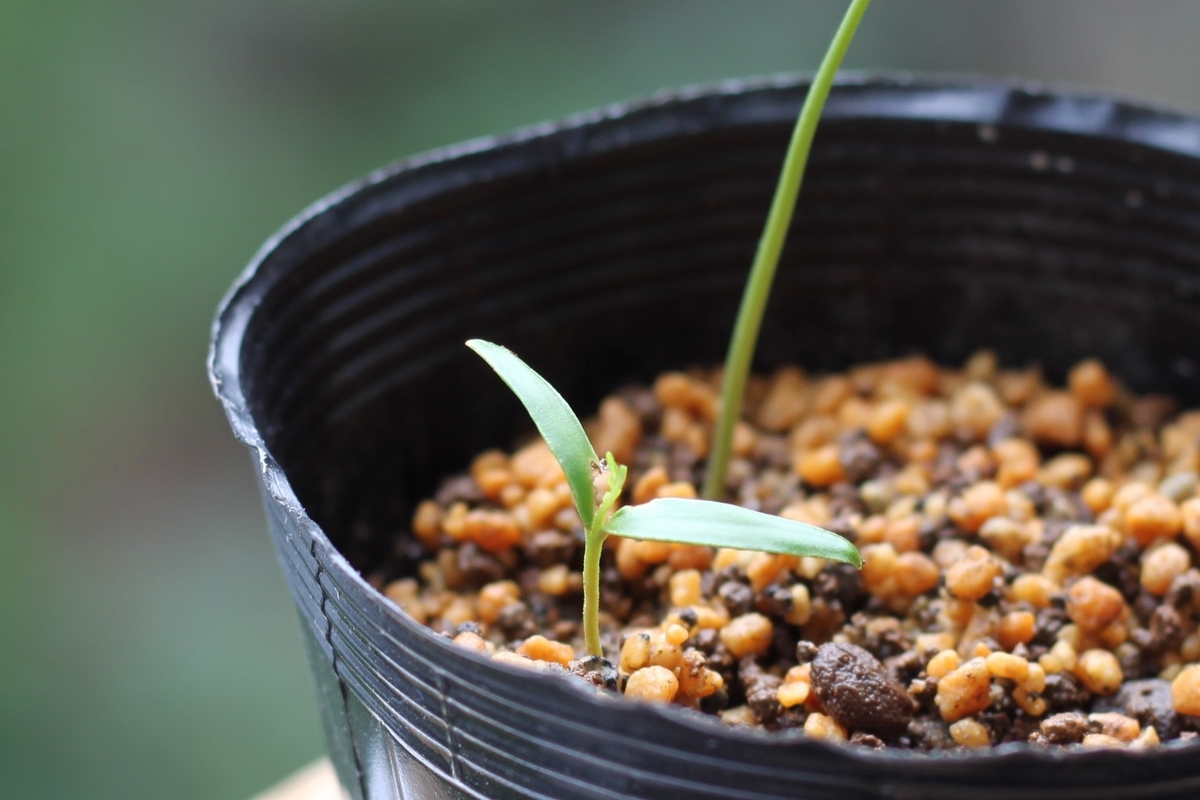 f:id:max206:20190706172413j:plain