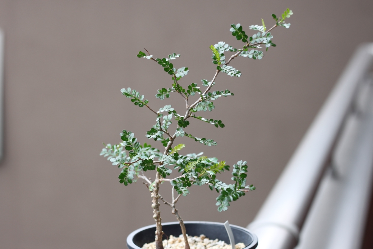 f:id:max206:20190706172440j:plain